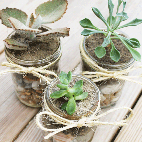 diy-mason-jar-succulents-