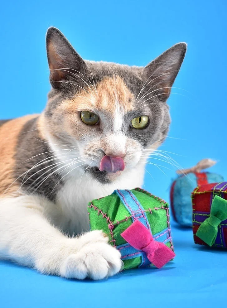Cat Lover Catnip Gift
